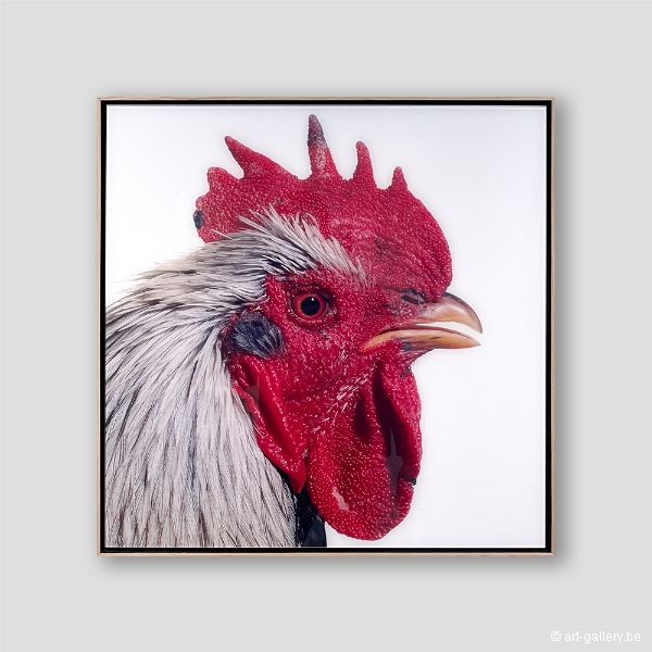 VANMECHELEN Koen - Mechelse Dresdner (M) x Dutch Owlbeard (F)